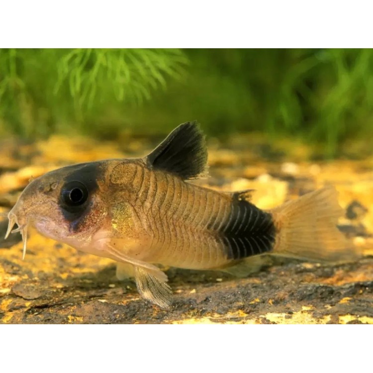 Corydoras panda gold - imagine 3
